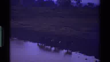 Kenya (1983): Wild Bulls At The Pond