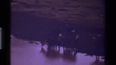 Kenya (1983): Deer On Icy Lake In Woods With Trees At Evening Time