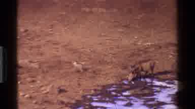 Kenya-1983: Wild Boars Walk In Grassland Monkey Walking Bird Flying By