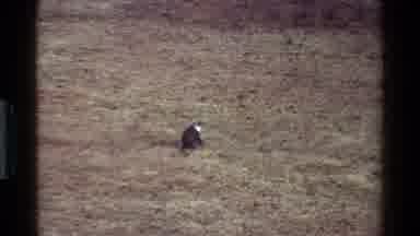 Kenya (1983): Lone Monkey In Nature