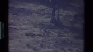 Kenya (1983): In The Nature There Are Monkey That Are Together And Scene That