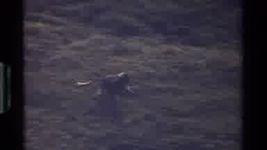 Kenya (1983): Long Tailed Possibly Primate Mammal Sprints And Deer Family Mammal