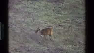 Kenya (1983): Little Baby Deer Walking And Drinking From Pond