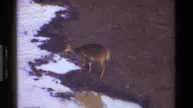 Kenya (1983): A Deer Stands Next To A River Then A Baboon Walks With Her Baby On