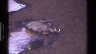 Kenya (1983): Two Wild Dirty Boars Bathing In A Puddle Of Mud
