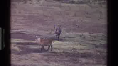 Kenya (1983): Wild Animals Walking To A Nearby Lake About To Drink Water