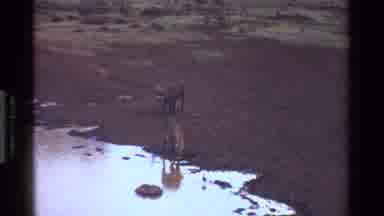Kenya (1983): Deer Drinking At Watering Hole