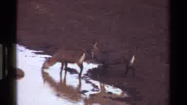 Kenya (1983): Deer Near Swampy Waters