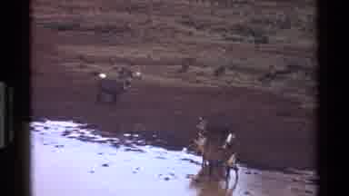 Kenya (1983): Lurking Hunters Soak Up The Water On A Comforting Lakeside In The