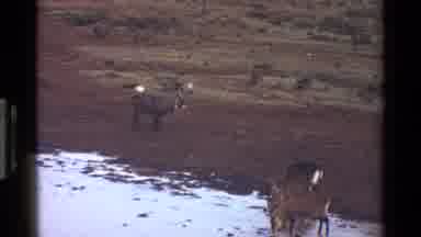 KENYA-1983: Antelope Walking Along Muddy Waterhole Edge