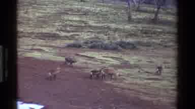Kenya (1983): Small Herd Of Cows Traveling Through Coarse Terrain On A Dreary Day