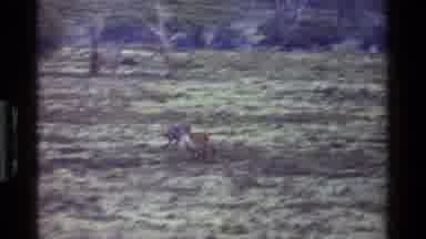 Kenya (1983): Two Deers Running Away From Something Scaring Them On A Barren