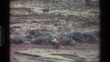 Kenya (1983): Deer Or Antelope Playing And Stopping Near Water To Get A Drink
