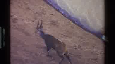 Kenya (1983): Horned Deer-Like Animals Socialize Near A Running River