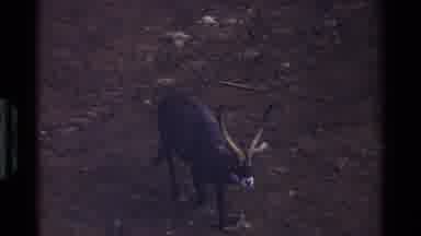 Kenya (1983): Antelopes Traveling Together