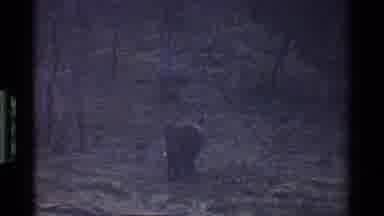 Kenya (1983): An Elephant Walking Alone By A Large Are Full Of Mud