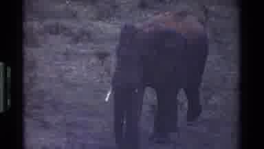 Kenya (1983): A Large Elephant Walking Very Slowly Through The Grass And Sand