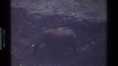 Kenya (1983): Two Elephants Are Walking On The Bank Of A River