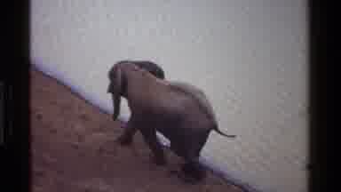 Kenya (1983): Elephant Walks Next To A Body Of Water With His Tail Waving And