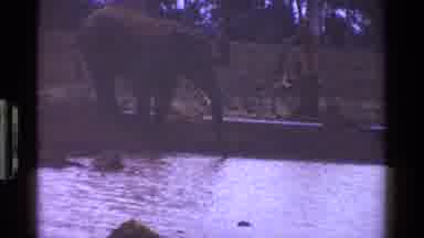 KENYA-1983: Elephant Drinking And Kangaroo Grazing In Natural Habitats