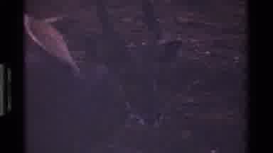 Kenya (1983): A Beautiful Innocent Deer And A Big Fat Sweet Elephant Enjoying