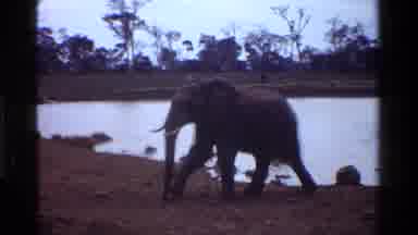 Kenya (1983): The Elephant Drank In The Water In The Pond And Ran Away From The