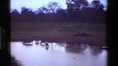 Kenya (1983): Deers Drinking From A River