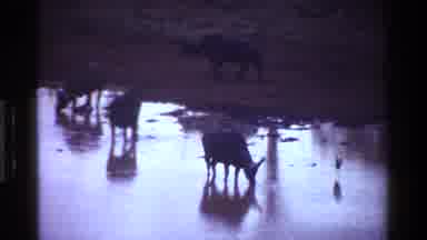 Kenya (1983): A Group Of Longhorns Sipping Water From The Pond
