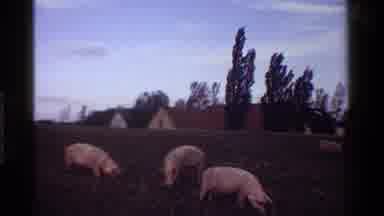 KENYA-1983: Pigs Grazing Peacefully In A Field Near A Brick Building