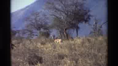 Kilaguni Kenya (1983): A Forest Area With Lot Of Different Kinds Of Animals