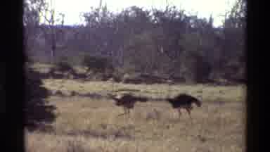 Kilaguni Kenya (1983): Two Ostriches Walking Down The Savannah With Animals Other