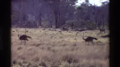 Kilaguni Kenya (1983): Ostrich Passing By The Wild Fields