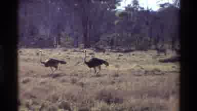 Kilaguni Kenya (1983): Ostrich Seen In Wide Dense Forest African Bird Walking