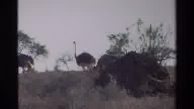 Kilaguni Kenya (1983): Ostrich Passing By The Wild Fields