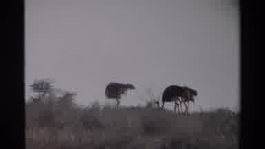 Kilaguni Kenya (1983): Ostriches Walking Through The Savannah In A Pack Eating