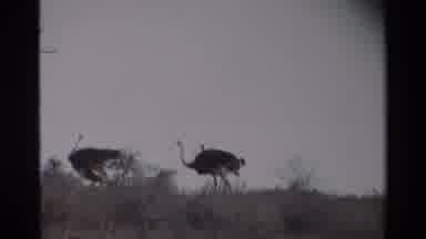 Kilaguni Kenya (1983): Ostriches And Gazelles Free Roaming In The Wild