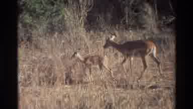 Kilaguni Kenya (1983): Two Lions Laying Down Watch Two Gazelles Walking In Grass