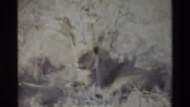 Kilaguni Kenya (1983): Lion Relaxing In Plains Grassland