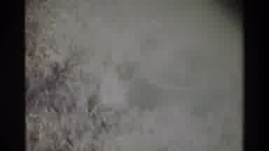 Kilaguni Kenya (1983): A Lion Waiting For Funding Because He Is Hungry And Angry