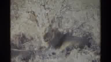 Kilaguni Kenya (1983): A Big Fat Beautiful Lion Who Looks To Be The Absolute King