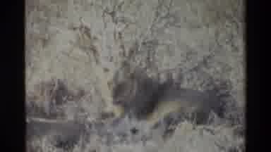 Kilaguni Kenya (1983): Lion - The King Of The Forest