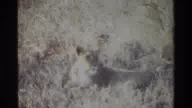 Kilaguni Kenya (1983): Two Lions Basking In The Sunlight Keep A Wary Eye For Prey