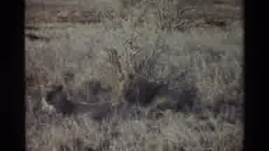KILAGUNI KENYA-1983: A Herd Of Lions Sit In The Prairie With Trees And Shrub In