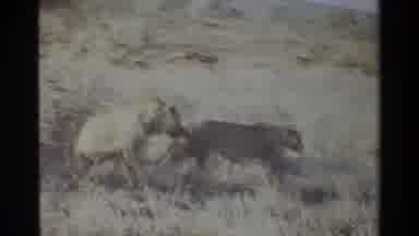 Kilaguni Kenya (1983): Lioness Following One Another In African Sahara