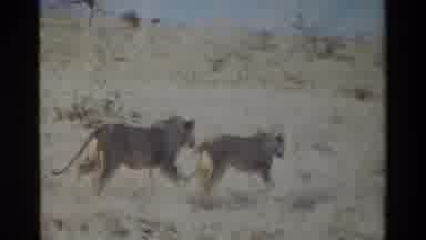KILAGUNI KENYA-1983: Two Wild Lions Prancing Together Along The Dry Short Grass