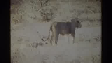 KILAGUNI KENYA-1983: African Lion Roars On The Plains As Nearby Lions Watch And Rest