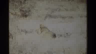 Kilaguni Kenya (1983): Lion Relaxing In The Sunny Weather In The Jungle With Group