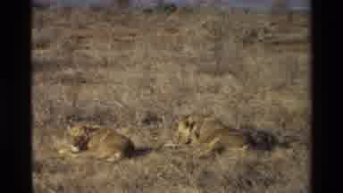 Kilaguni Kenya (1983): 2 Lions Resting In The Grass On A Hot Day