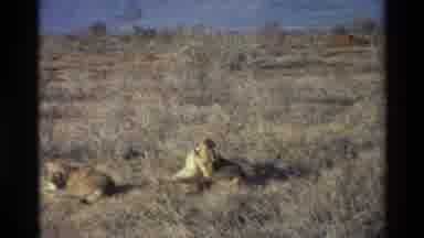 Kilaguni Kenya (1983): A Lion Is Taking Rest In The Sunlight And Licking Its Body