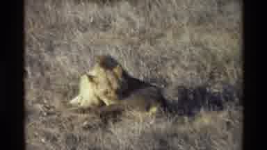 KILAGUNI KENYA-1983: Lion Grooming Itself On The Savannah And Relaxing In The